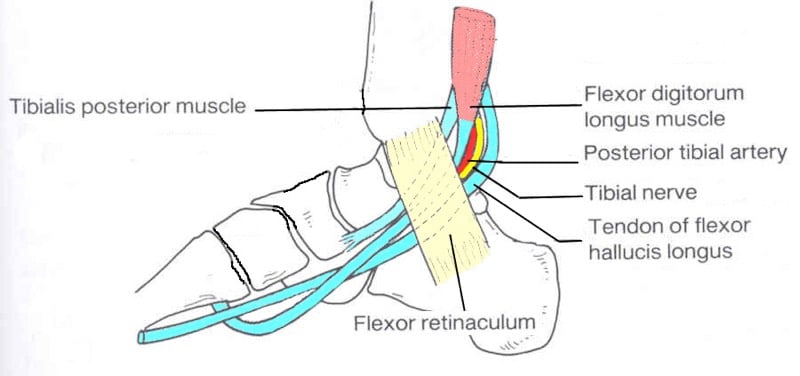 Foot and Ankle 2 — MRCS Part B Anatomy