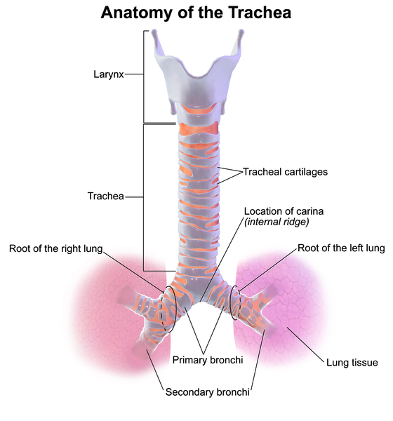 Trachea — MRCS Part B Anatomy