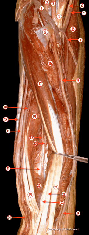 Forearm 2 — MRCS Part B Anatomy