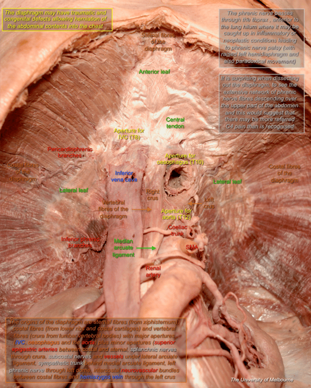 Diaphragm — MRCS Part B Anatomy