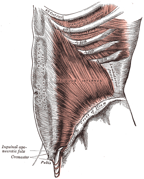 Inguinal Region — MRCS Part B Anatomy