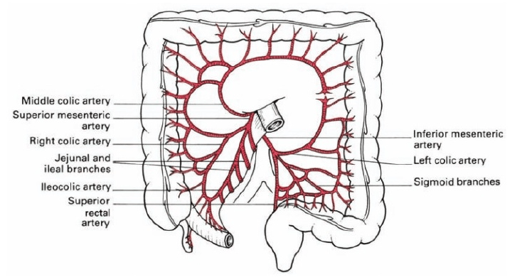 Large Intestine — MRCS Part B Anatomy