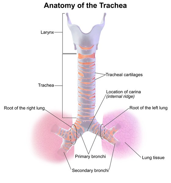 Trachea — MRCS Part B Anatomy