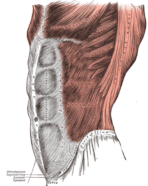 Inguinal Region — MRCS Part B Anatomy