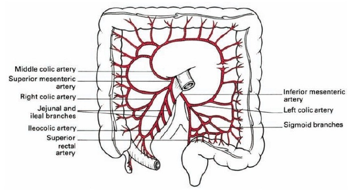 Large Intestine — MRCS Part B Anatomy