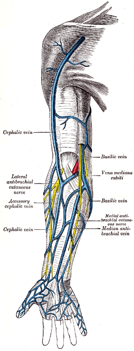 What are the boundaries and contents of the antecubital fossa — ST3 orthopaedic interview figure, orthointerview.com