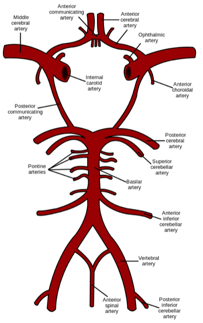 Cortex — MRCS Part B Anatomy
