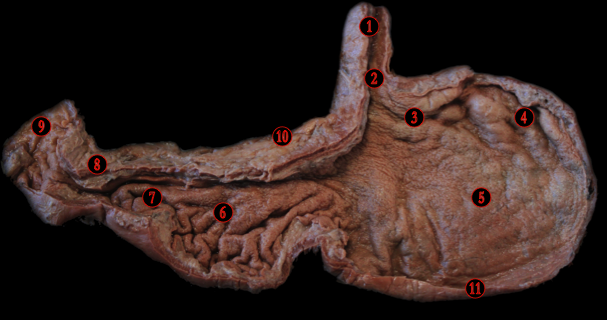 Oesophagus — MRCS Part B Anatomy