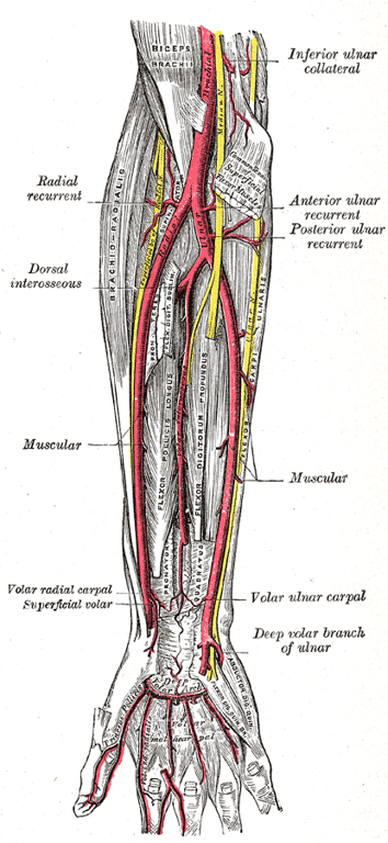 What are the boundaries and contents of the antecubital fossa — ST3 orthopaedic interview figure, orthointerview.com