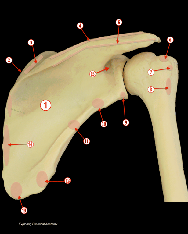 Shoulder — MRCS Part B Anatomy