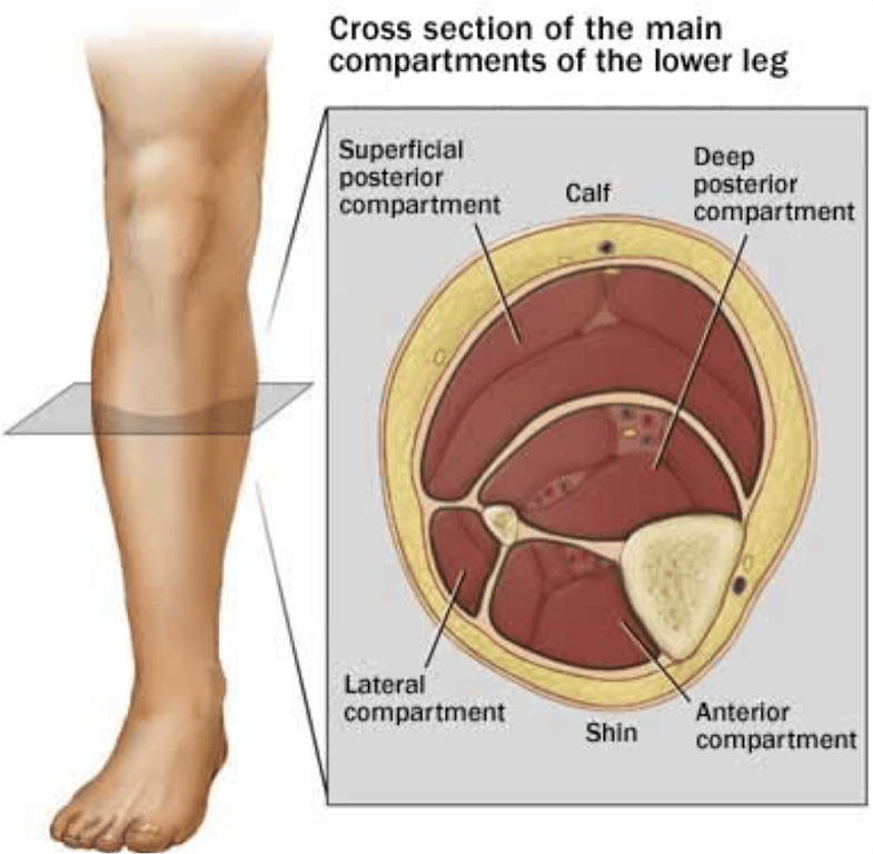 Leg — MRCS Part B Anatomy