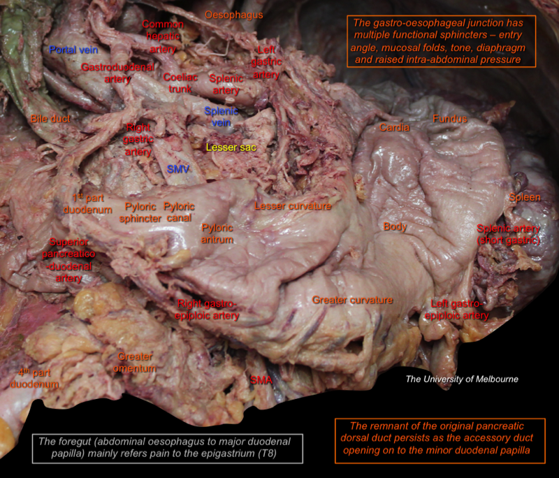 Stomach — MRCS Part B Anatomy