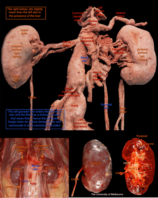 Urinary System — MRCS Part B Anatomy
