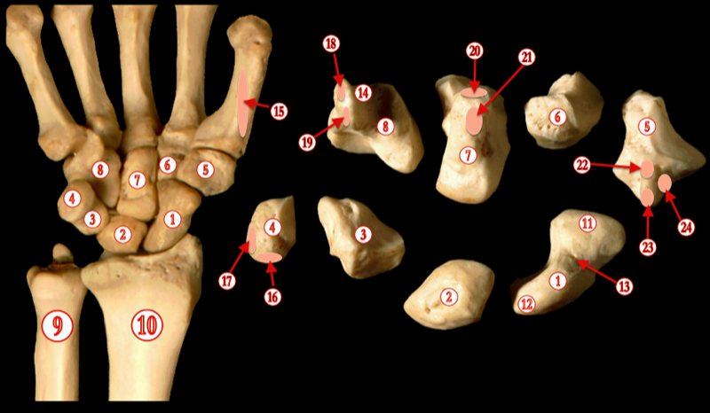 Hand 1 — MRCS Part B Anatomy