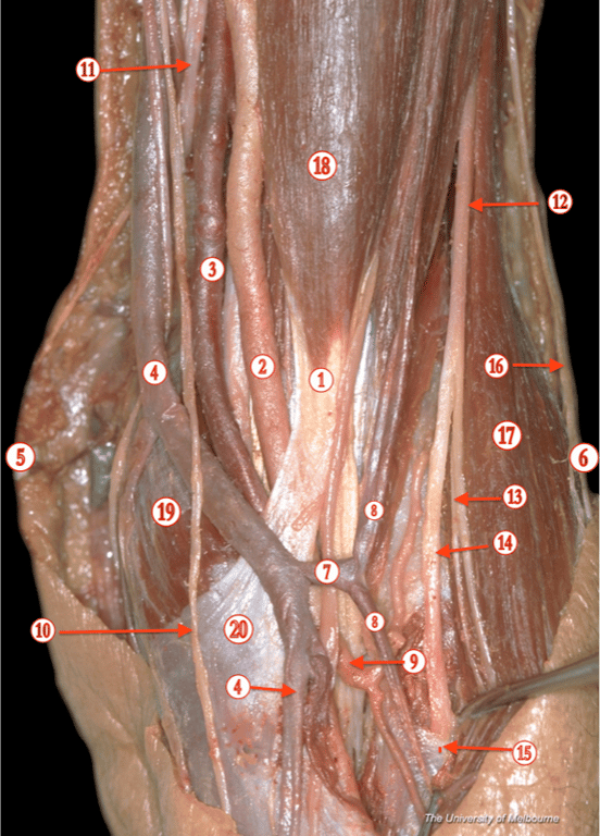 Elbow — MRCS Part B Anatomy