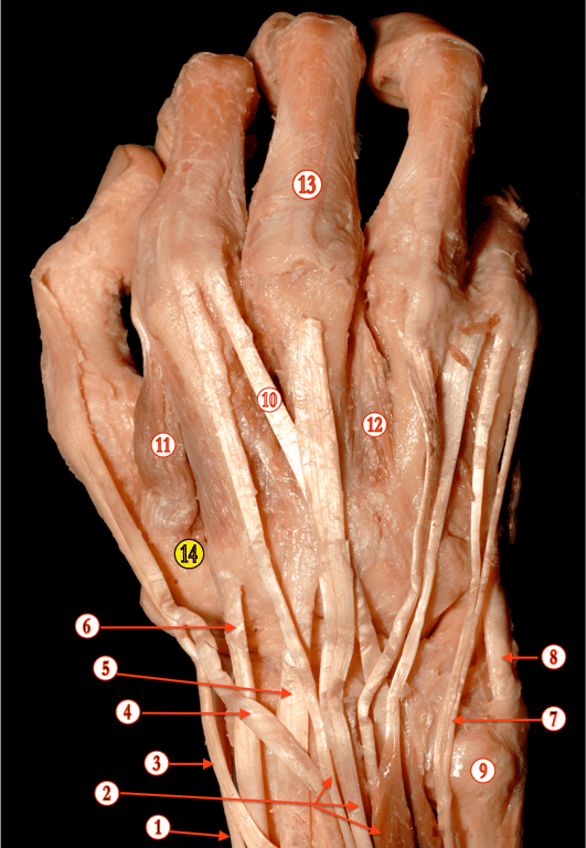 Hand — MRCS Part B Anatomy spot tests