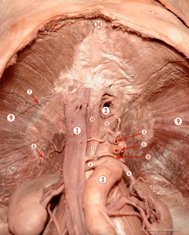 Diaphragm — MRCS Part B Anatomy