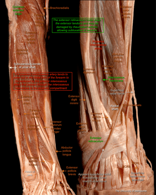 Forearm 1 — MRCS Part B Anatomy