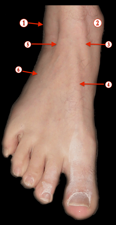 Foot (Surface) — MRCS Part B Anatomy spot tests
