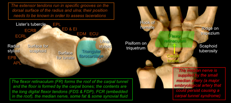 Wrist — MRCS Part B Anatomy