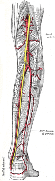 Popliteal Fossa — MRCS Part B Anatomy
