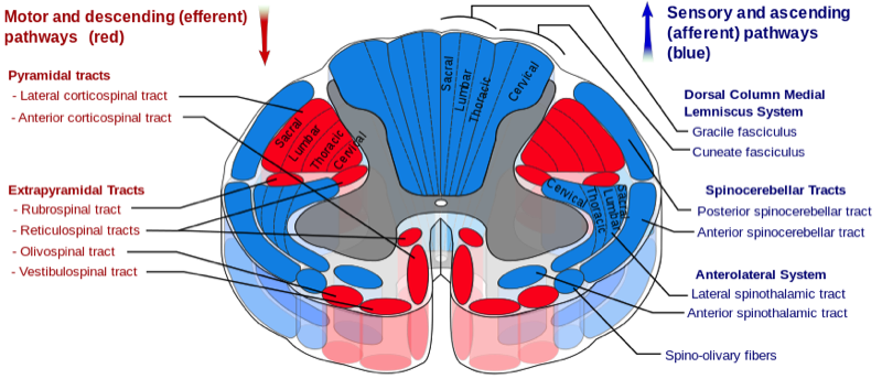 Nervous System — MRCS Part B Anatomy