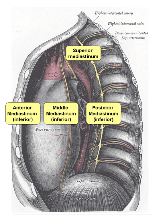 Mediastinum 1 — MRCS Part B Anatomy