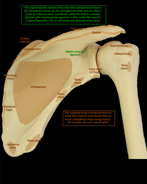 Shoulder — MRCS Part B Anatomy