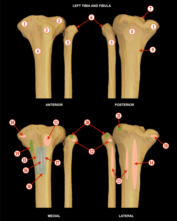 Leg — MRCS Part B Anatomy