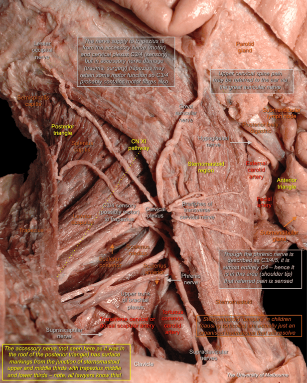 Posterior Triangle — MRCS Part B Anatomy