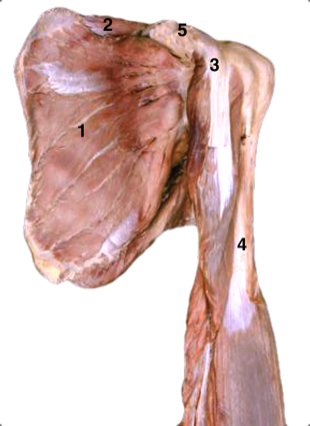 Humerus 1 — MRCS Part B Anatomy
