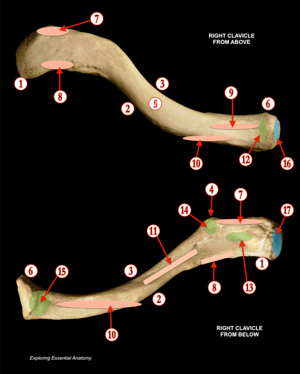 Clavicle and Ribs — MRCS Part B Anatomy