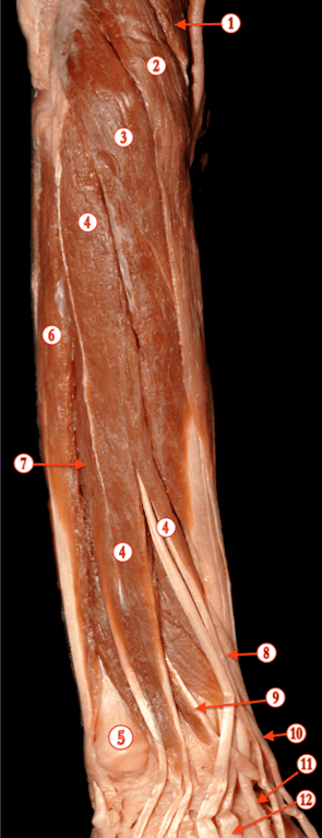 Forearm 1 — MRCS Part B Anatomy