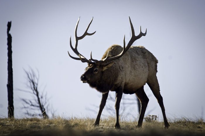 6x7 340 Bull Elk on Ridge