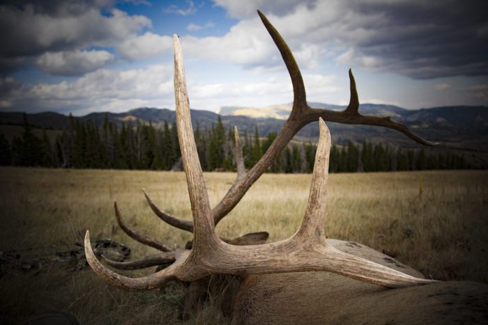 Wyoming Elk in mountains