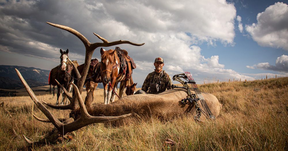 Stalking The Herd Bull 01