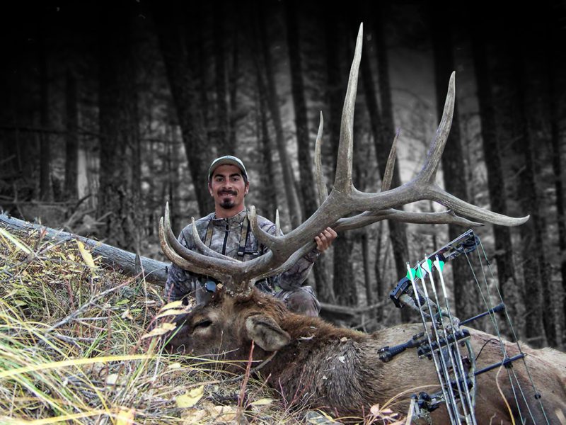 10 A good montana bull I chased in the morning, let him bed, then killed him headed to feeding that evening