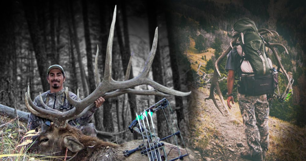 10 A good montana bull I chased in the morning, let him bed, then killed him headed to feeding that evening