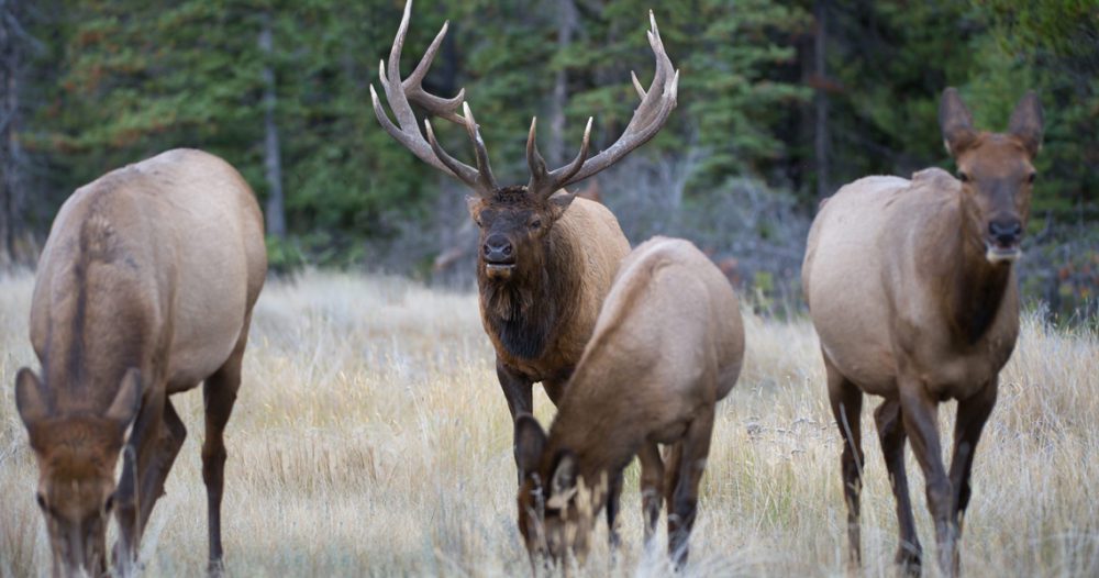 The elusive herd bull. He doesn’t want to fight. He’ll bugle then push his cows away from you. He’s unpredictable. Not only are herd bulls mature and wise, they are usually the biggest bulls in the area. Getting into bow range is hard enough, let alone getting a shot and punching your tag on a rutted up lady wrangler.