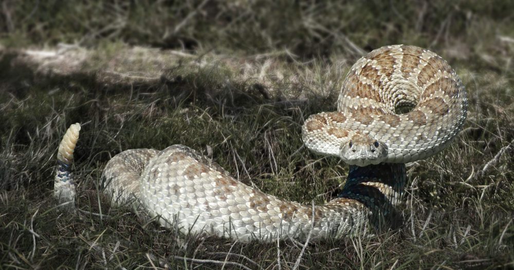 Rattle Snake