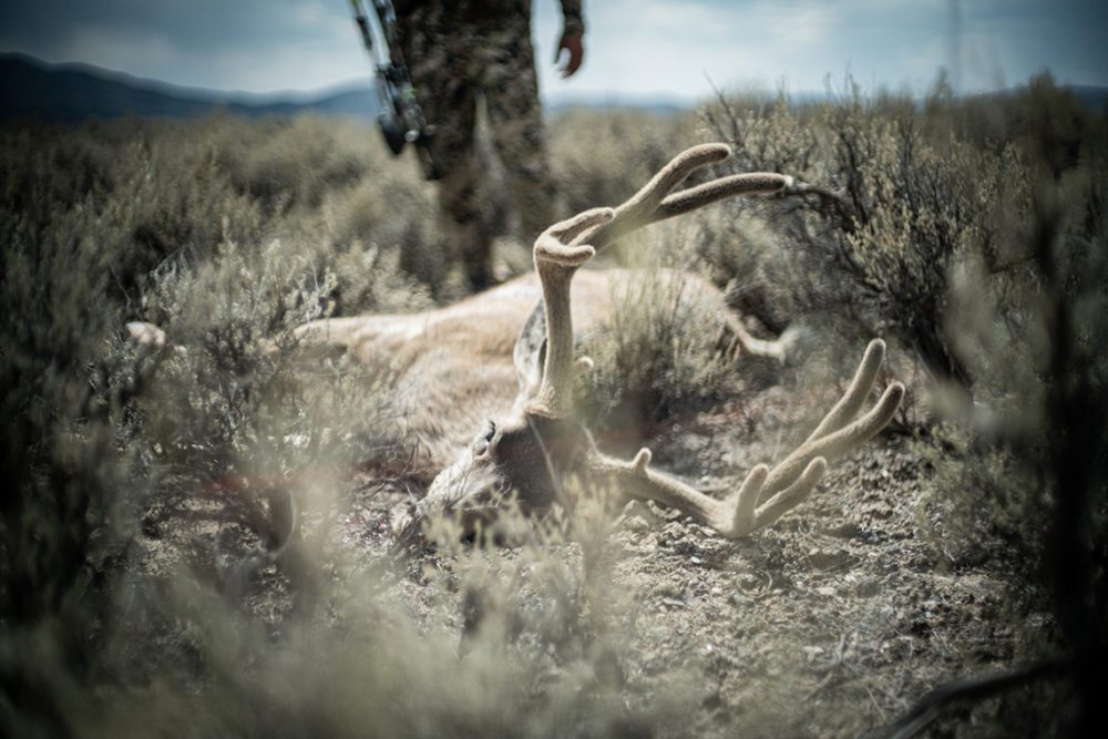 Finding A Hunting Partner 01