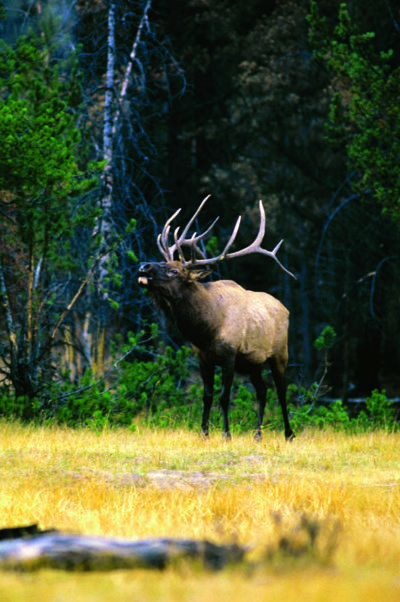 HamiltonBuglingElkedit