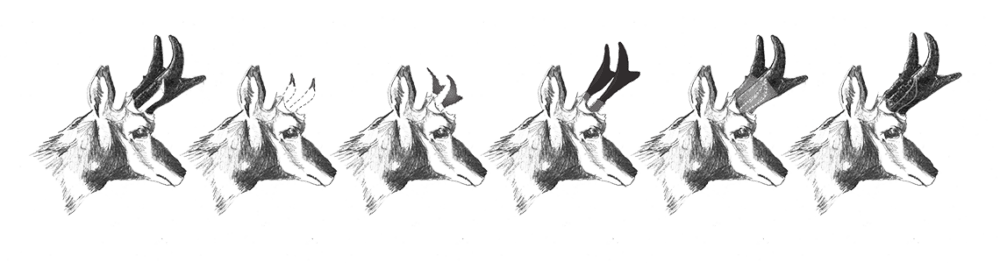 Pronghorn Growth Chart