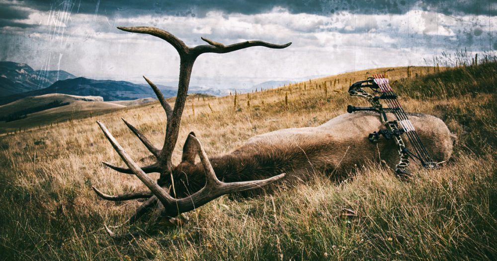 Best Dates for Bowhunting Trophy Elk