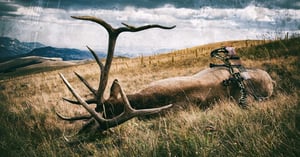 Best Dates for Bowhunting Trophy Elk