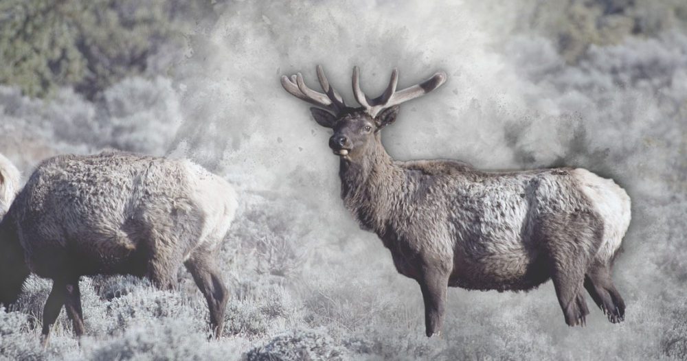 The Western U.S. Hunting Climate - Elk photo