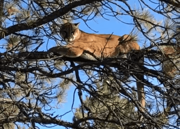 Jake Richards | Lion-MT-DIY-PL