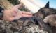 Blaise Allen-Wolf-WY-DIY-PL
