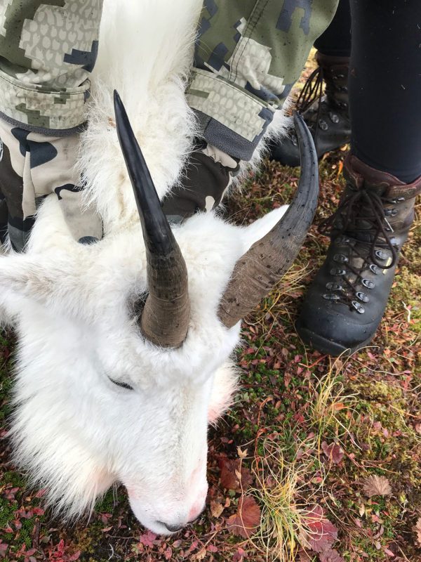 5_Goat_TanaGrenda_IMG_0161