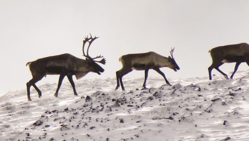 Adam Moleski Mtn. Caribou-BC-DIY-PL